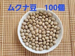 最終　ムクナ豆　100個　1,200円のサムネイル