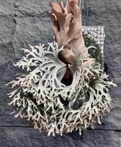 P. willinckii Aysun'月神' sporeling - メルカリ