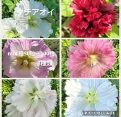 タチアオイ 種 8種類 mix 50粒前後