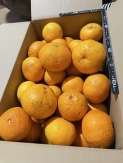 はっさく　八朔　10キロ　38個程度静岡県伊東産　完全無農薬　完全無肥料のサムネイル