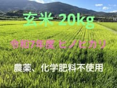 令和7年ヒノヒカリ新米 玄米20kg 農薬、化学肥料、除草剤不使用②