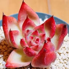 多肉植物❤️ロビン❤️韓国苗育成 抜き苗 a179 - メルカリ