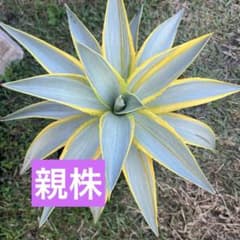 アガベ ブルームーン 抜き苗 - メルカリ