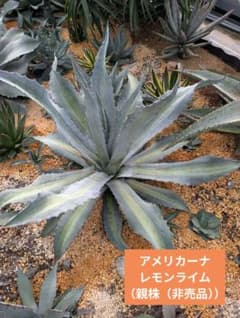 アガベ アメリカーナ レモンライム 子株2株セット！ 抜き苗で発送