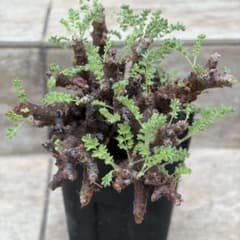 セール】ペラルゴニウム アルテルナンス 約3.5号鉢 No.003 鉢、送料込