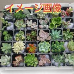 ピーチスアンクリーム入り！多肉植物カット苗  30種類セットのサムネイル