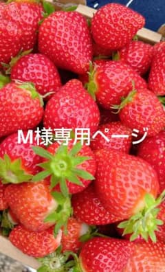 M님 전용 페이지