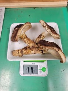 送料込み　岩手県産松茸 416gのサムネイル