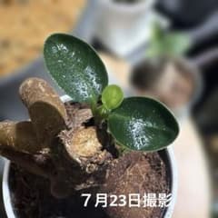 コパンダガジュマル接木 3号鉢底から23㎝ 台木も安定 - メルカリ
