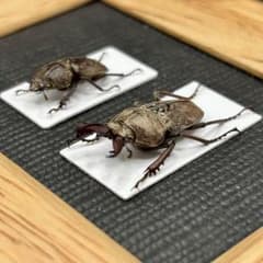 オーストラリアの異形クワガタ【標本】 オーストラリアの異形クワガタ【標本】 - メルカリ