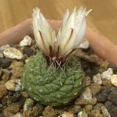 み*ん様 菊水綴化 国内実生 鉢植え メルカリ便送料込み 2026年最新】菊水綴化の人気アイテム - メルカリ