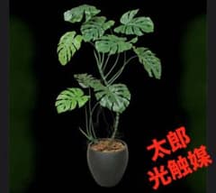光触媒 人工観葉植物 ウォールグリーン フェイクグリーン モンステラ