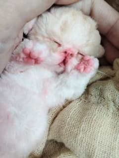 生後1日♡赤ちゃん生まれました♡エキゾベビー♡子猫ちゃん♡アート