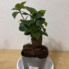 ガジュマル➄ - メルカリ