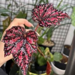 ♡イイネ多かったらワンオク開始 シー レックスベゴニア 【予約販売】 楽天市場】【まもなく予約締切】 珍しい ① シーサーペント ベゴニア その他観葉植物