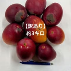 【訳あり】宮崎県産完熟マンゴー　約3キロのサムネイル