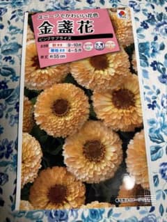 正規品　カレンデュラ　キンセンカ　ピンクサプライズ１５粒のサムネイル