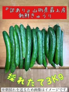 山形県産 新鮮きゅうり 3kgのサムネイル