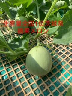 摘果メロン 子メロンのサムネイル