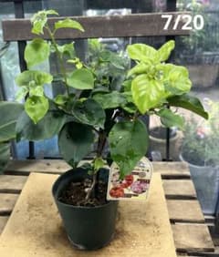 ブーゲンビリア 2色ミックス植え 3.5寸鉢ごと 育成苗 植物 - メルカリ