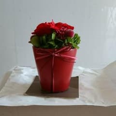 ブリザード薔薇のサムネイル