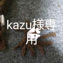 kazu様専用、メダカ産卵床のサムネイル