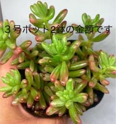 多肉植物 オーロラ　３号×2鉢のサムネイル