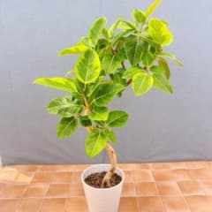 現品 フィカス ゴムの木 アルテシマ 曲がり 38番 特大 観葉植物