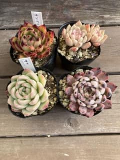 多肉植物 エケベリア 寄せ植え 多肉弁当 4個セット - メルカリ