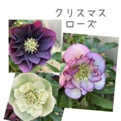 クリスマスローズ 種 3色 20粒 - メルカリ