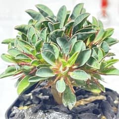 多分岐有望株 ユーフォルビア ギラウミニアナ 国内実生21 - メルカリ