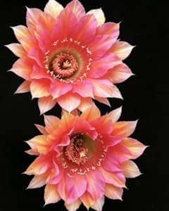 少女の心 超希少 新品種花サボテン エキノプシス属花10−12cm カキコ