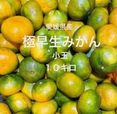 愛媛県産 みかん 極早生みかん ２Sサイズ10キロのサムネイル