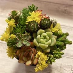 多肉植物 寄せ植え ＊鉢ごと＊ ＊鉢サイズ-約7.5㎝＊ - メルカリ