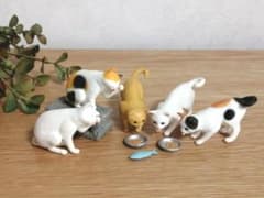 고양이 밥 세트