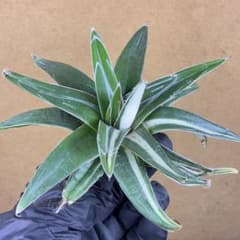 アガベ チタノタ 氷山 大株 白中斑 極白 特選極上大株 - メルカリ