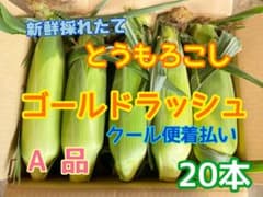 ☆クール便着払い☆朝採りとうもろこし20本 ゴールドラッシュ新鮮 収穫