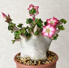 獅子葉/アデニウム/超極太】ドーセットホーン アデニウム 鉢植え