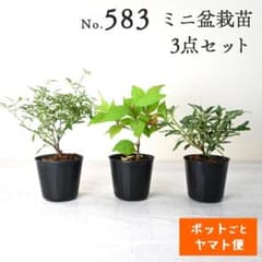 ポットごとヤマト便583】ミニ盆栽苗 3点セット 2号 - メルカリ