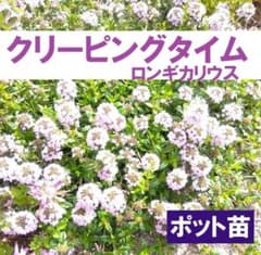 6【ポットで発送】タイムロンギカリウス 9cmポット苗クリーピング