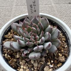 優木園 ザラゴーサSPノバ 子株2個 札付き メルカリ便配送 - メルカリ