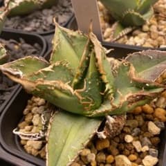 E2851【鉢植え発送】アガベ チタノタ 痘痘龍 - メルカリ