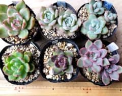 多肉植物エケベリア6種セットのサムネイル