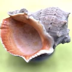 大きな螺旋状の美しいオレンジ色の貝殻長さ約20cm貝殻 大きな螺旋状の美しいオレンジ色の貝殻長さ約20cm貝殻 - メルカリ