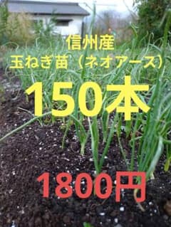 ネギ苗 新鮮な緑の葉のサムネイル
