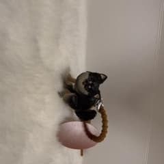 ふんばり〜ぬ チワワのサムネイル