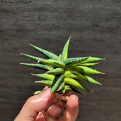 サンスベリア バリースター 斑入り 極上輸入株 子株付き ロリダ