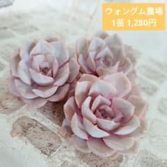 ウォングム農場◎ピンキールミ◎多肉植物 カット苗 輸入苗 エケベリア