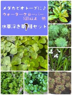 メダカビオトープにぴったり♪水草浮き草7種セットのサムネイル