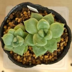 多肉植物 クォーツのサムネイル